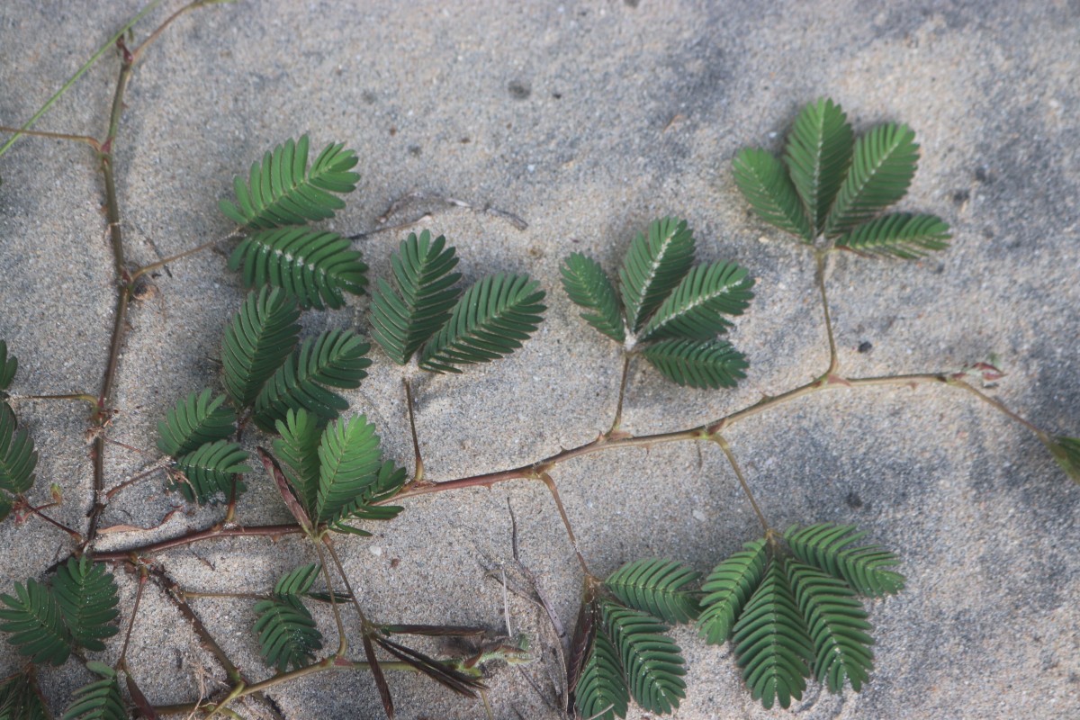 Mimosa pudica L.